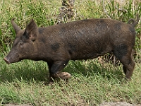 DSC06446 Kopie