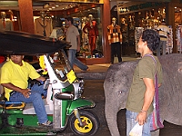 Elefant1