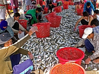 Fische