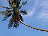 Palme