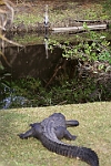 IMG 8602